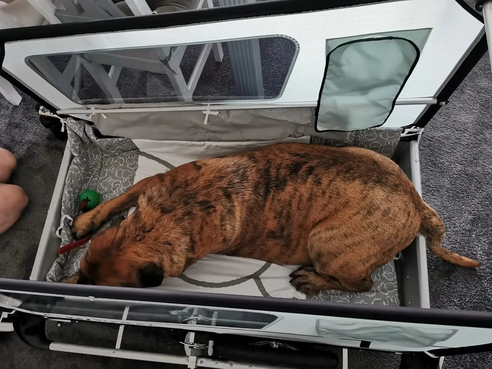 Doggy Tourer Beethoven XL Dog Bike Trailer
