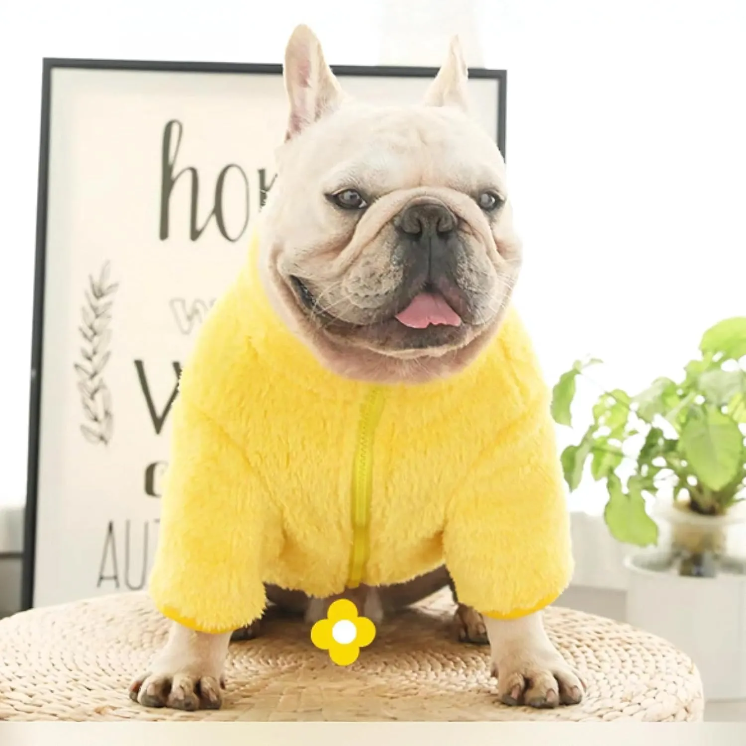 French Bulldog Clothes Frenchie Clothes, Warm Fleece Dog Sweaters for Small Dogs Boy, Small Pets Winter Coat Jacket,Yellow, M