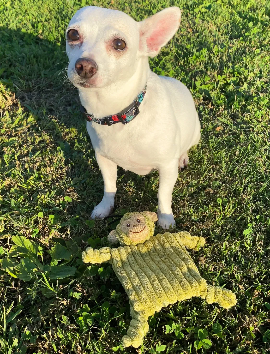 Mini Flying Hemp Monkey and Lion Dog Toys: Fun Squeaker & Crinkle Material, Engages Pets for Chewing, Playing & Fetching, Non-Toxic, Variety of Textures, CE Certified, for Pets