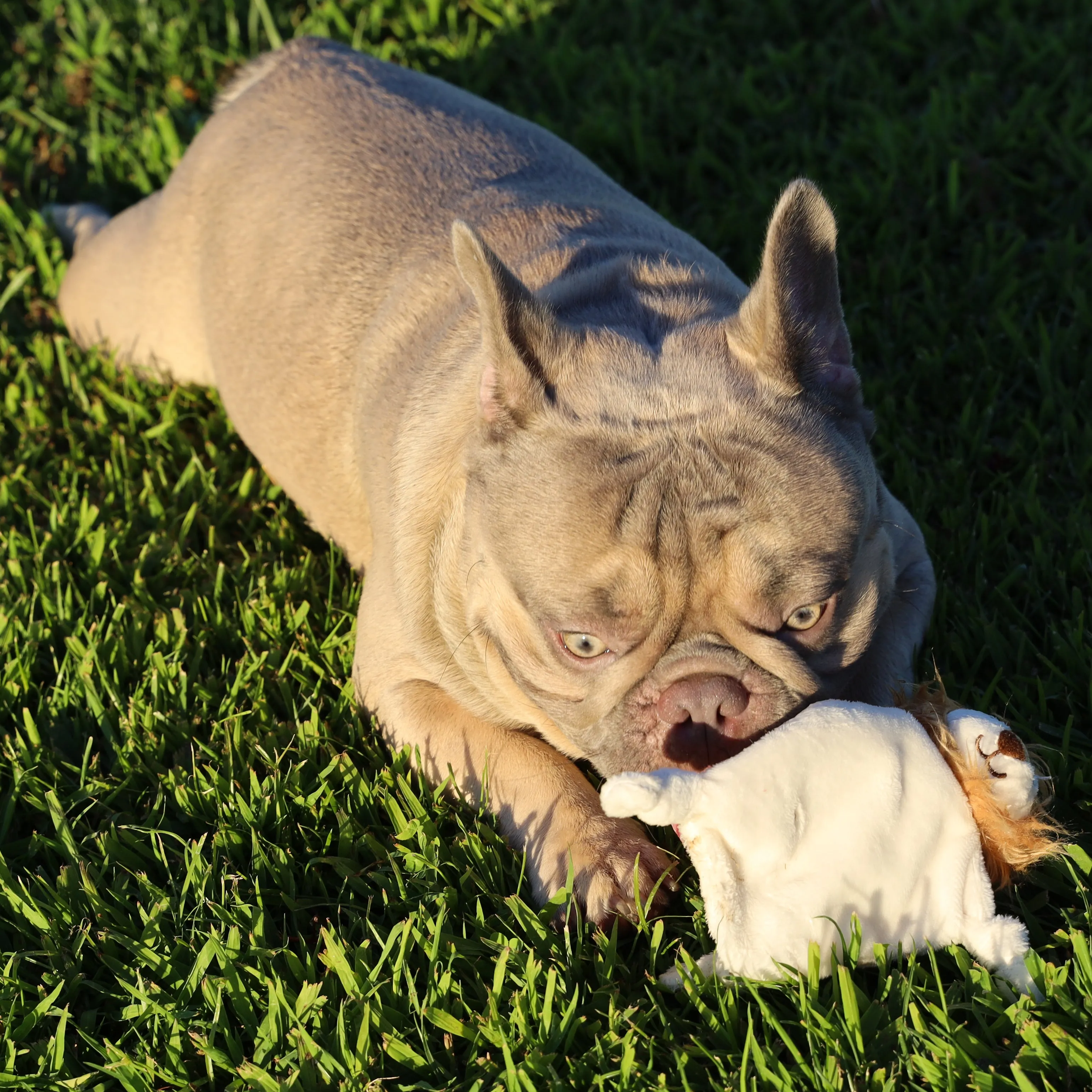 Mini Flying Hemp Monkey and Lion Dog Toys: Fun Squeaker & Crinkle Material, Engages Pets for Chewing, Playing & Fetching, Non-Toxic, Variety of Textures, CE Certified, for Pets