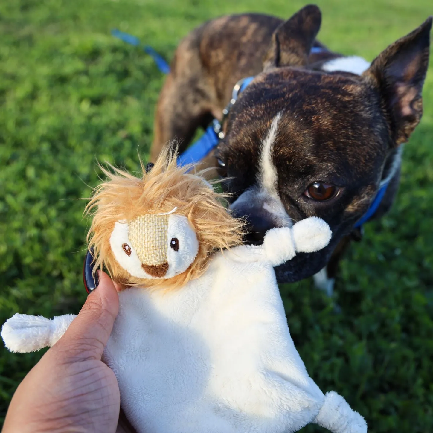 Mini Flying Hemp Monkey and Lion Dog Toys: Fun Squeaker & Crinkle Material, Engages Pets for Chewing, Playing & Fetching, Non-Toxic, Variety of Textures, CE Certified, for Pets