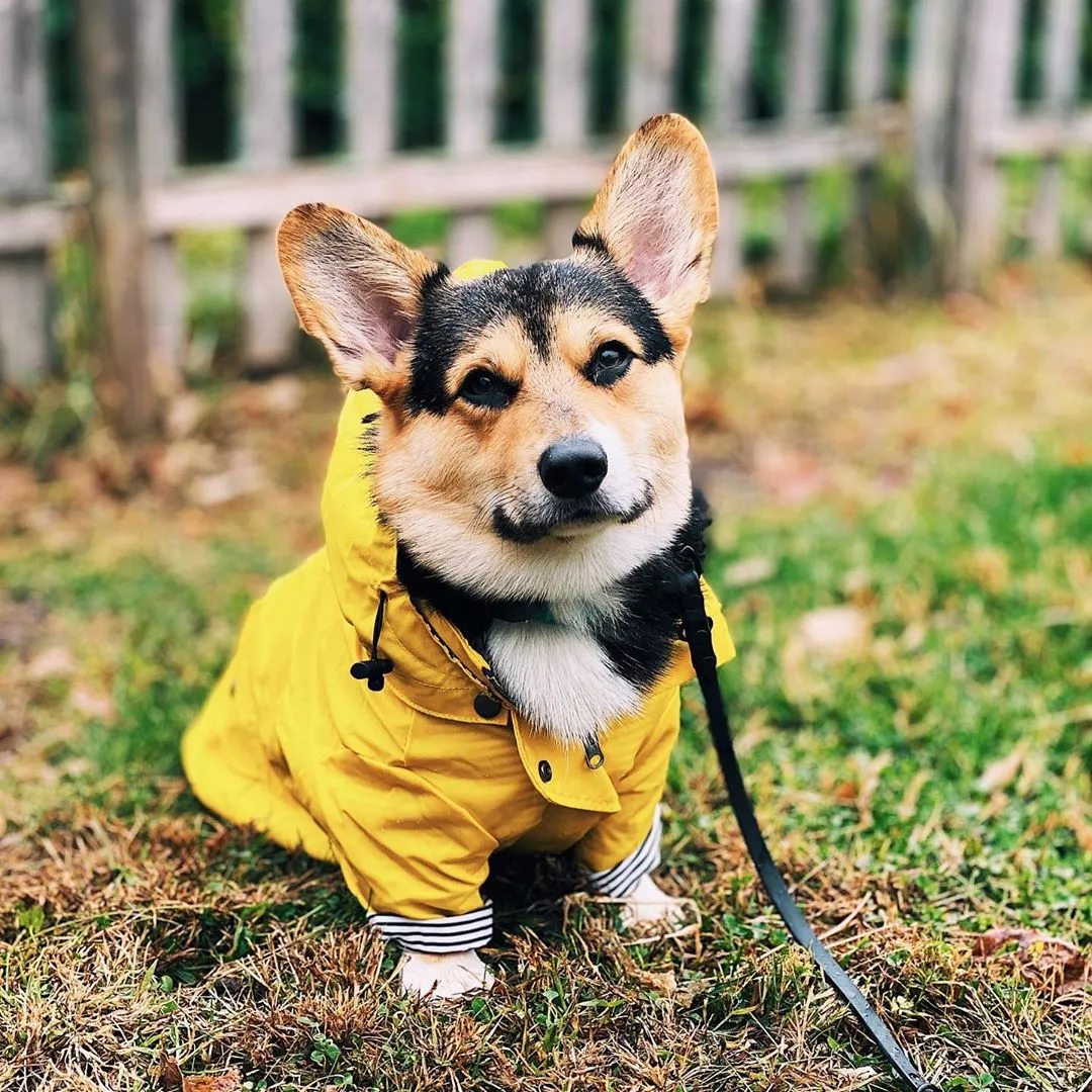 Paw des Garçons Raincoat