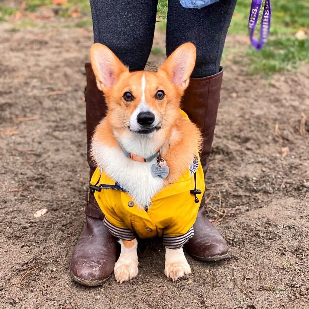 Paw des Garçons Raincoat