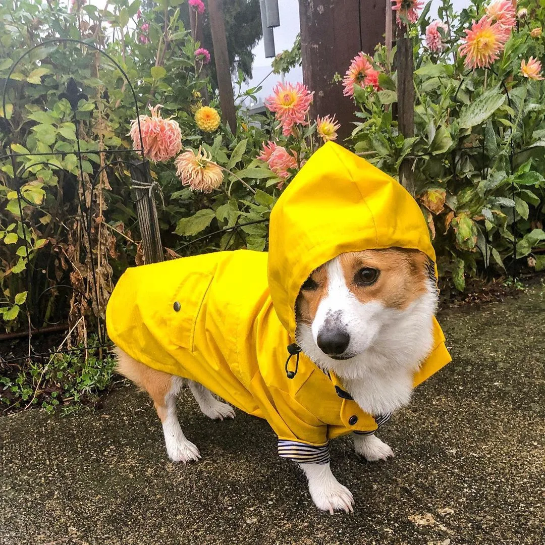 Paw des Garçons Raincoat