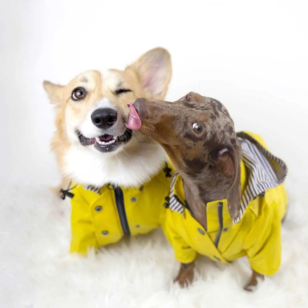 Paw des Garçons Raincoat