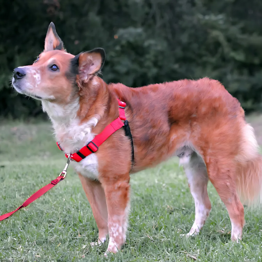SENSE-ation® No-Pull Dog Training Harness